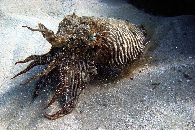 Baptism of diving in the Natural Park of the Strait - Key points to know before booking