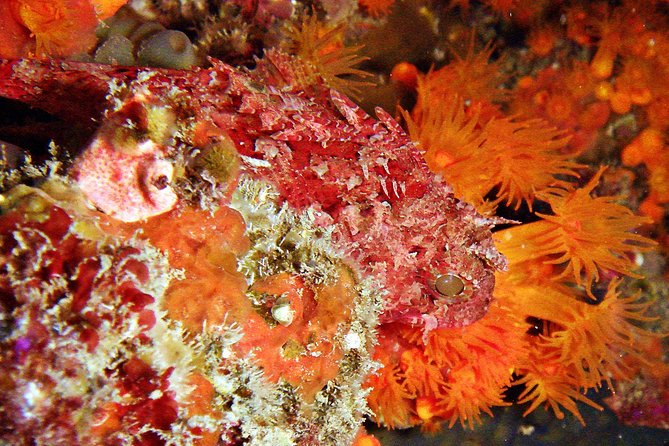 Baptism of diving in the Natural Park of the Strait - Who should book this four-hour outing