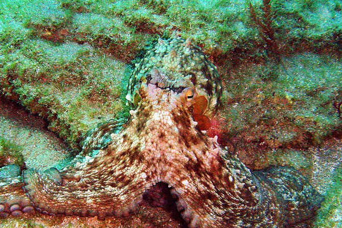 Baptism of diving in the Natural Park of the Strait - Weather, cancellation, and planning advice
