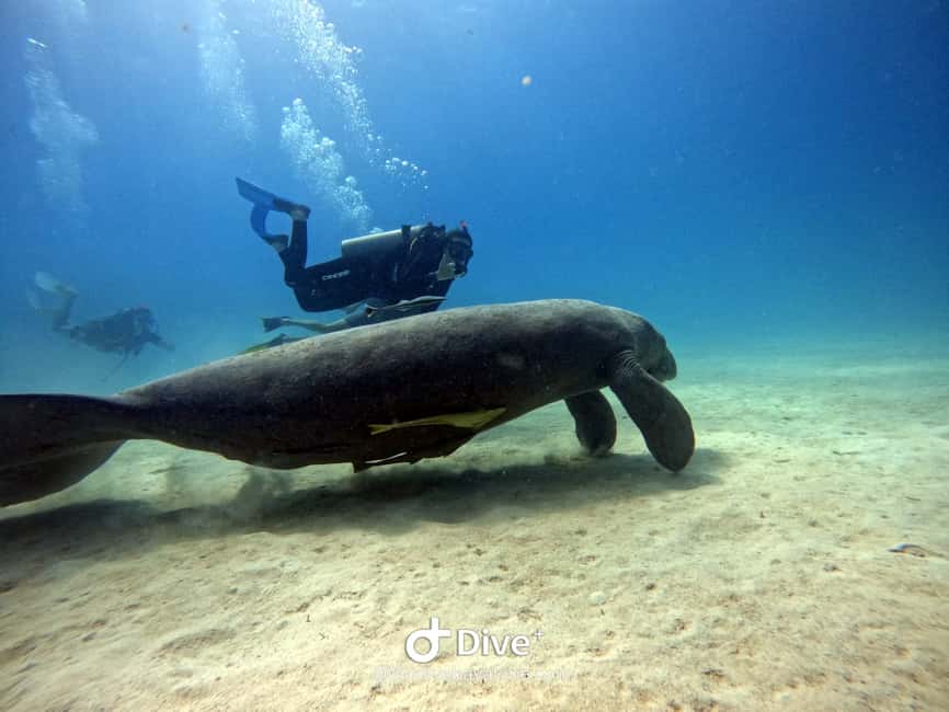 Bayahibe: PADI Open Water Course by Go Dive Bayahibe - The first morning: theory review and shallow water