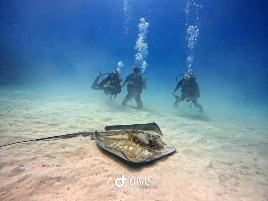 Bayahibe: PADI Open Water Course by Go Dive Bayahibe - Four sea sessions from Bayahibe