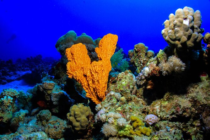 Beginner Scuba Dive 2 diving Stops & Lunch Boat Trip - El Quseir - Lunch on board keeps the day easy