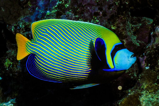 Beginner Scuba Dive 2 diving Stops & Lunch Boat Trip - El Quseir - Transfers from Safaga, El Quseir, and Marsa Alam