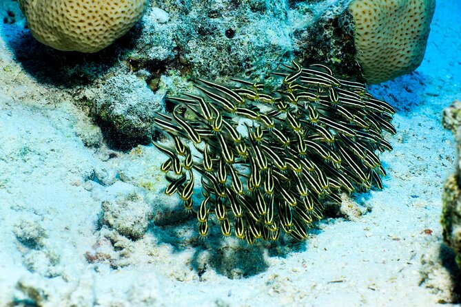 Beginner Scuba Dive 2 diving Stops & Lunch Boat Trip - El Quseir - Who will enjoy this trip most?
