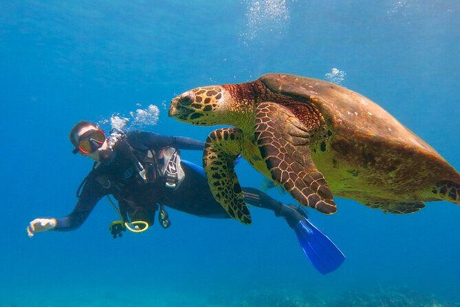 Beginner Scuba Dive in Lahaina: Swimming Required - From Kahekili Beach Park to Maui’s underwater world