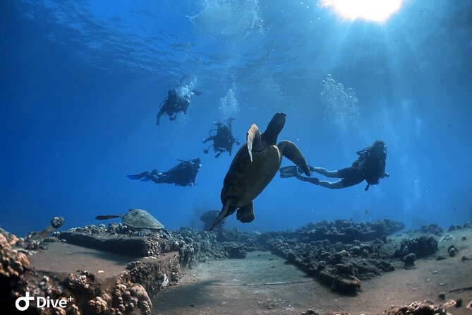 Beginner Scuba Dive in Lahaina: Swimming Required - Learning the gear before you leave the shallows