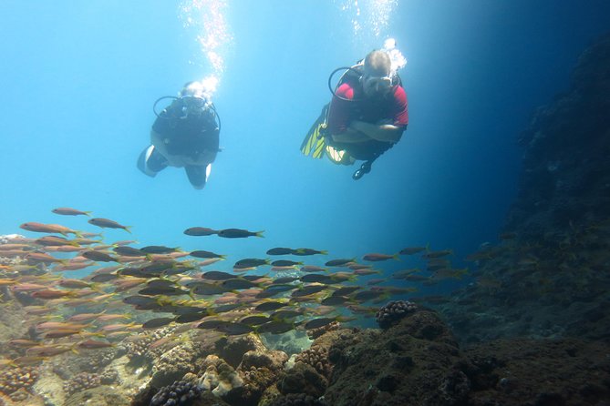 Beginner Scuba Dive in Lahaina: Swimming Required - Is $229 a fair price for two hours?