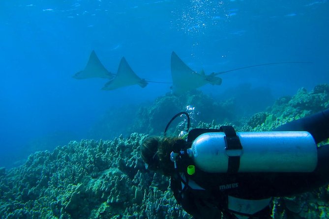 Beginner Scuba Dive in Lahaina: Swimming Required - Who will enjoy this most?