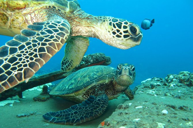 Beginner Scuba Dive in Lahaina: Swimming Required - Booking details that deserve attention
