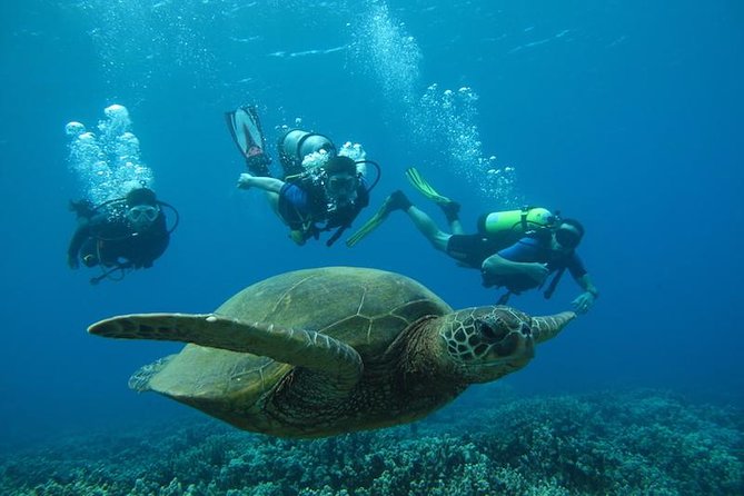 Beginner Scuba Dive in Lahaina: Swimming Required - Why the small group matters for nervous beginners