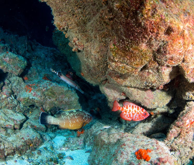 Beginner Scuba Dive with Scubapoint Tenerife in Turtle Area - Taking the boat to Tenerife’s turtle area