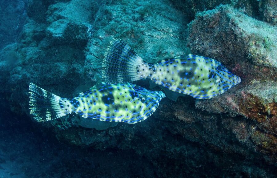 Beginner Scuba Dive with Scubapoint Tenerife in Turtle Area - What the $88 price really includes