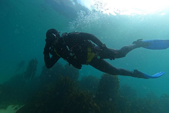 Beginner Scuba Diving Experience in Simonstown. - Exploring Cape Town’s kelp forests to 7 meters