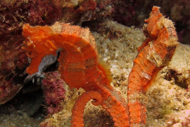 Beginner Scuba Diving in Cabo San Lucas - Fish, Rays, Sea Lions, and Cabo’s Underwater Life