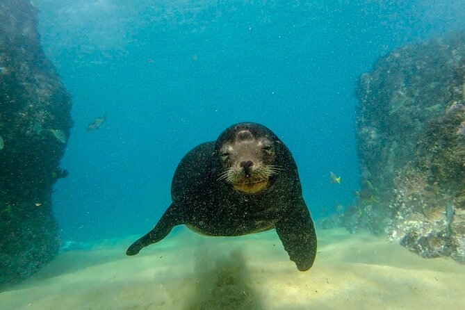 Beginner Scuba Diving in Cabo San Lucas - Is $142 a Fair Price?