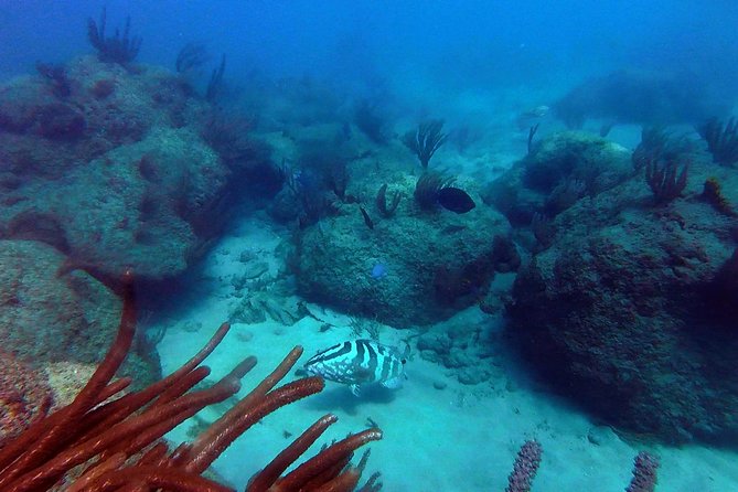 Beginner Scuba Diving with Turtles and Videos, San Juan - What the 90-minute Escambrón Beach session feels like
