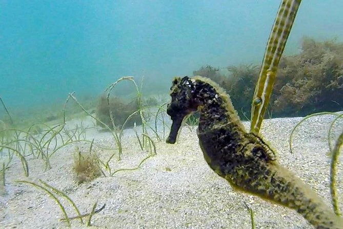 Beginner Scuba Diving with Turtles and Videos, San Juan - The instructors are the heart of the experience