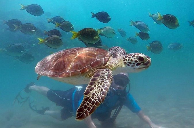 Beginner Scuba Diving with Turtles and Videos, San Juan - Gear, videos, and what the $109 price buys