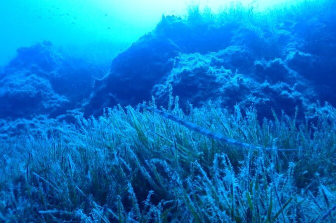 Beginners Discover Scuba Diving By Boat, Best Spot In Cyprus - Equipment, certificate, and the real value of $102.41
