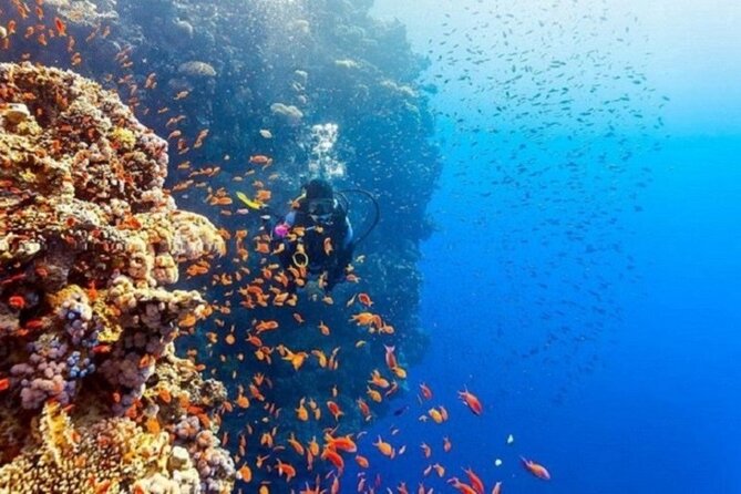 Beginners Scuba Diving, 2 Stops, Full Day Trip & Lunch - Hurghada - What the price really includes