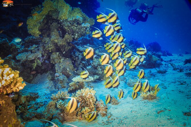 Beginners Scuba Diving Boat Trip With Equipment & lunch -Hurghada - Coral, fish, and the view from the boat