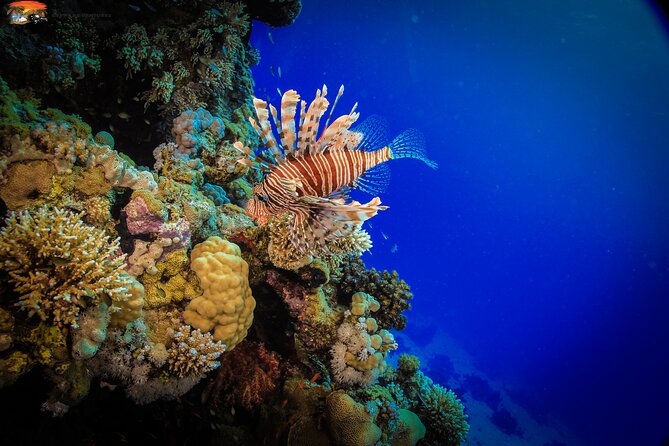 Beginners Scuba Diving Boat Trip With Equipment & lunch -Hurghada - Lunch, drinks, and the slower middle of the day