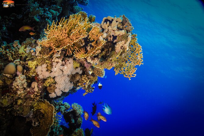 Beginners Scuba Diving Boat Trip With Equipment & lunch -Hurghada - How safe and beginner-friendly is it?