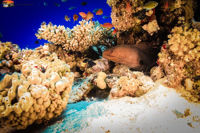 Beginners Scuba Diving Boat Trip With Equipment & lunch -Hurghada - The real value of the $5 headline price