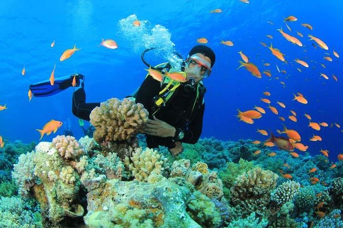 Beginners Scuba Diving Experience in Gran Canaria - Key points to know before booking