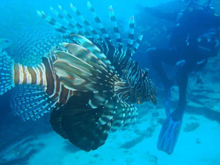 Blue Bay: LEARN TO DIVE TODAY with CORAL DIVING Team - Blue Bay as the setting