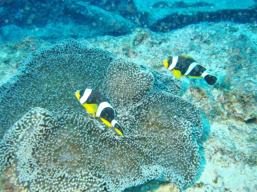 Blue Bay: LEARN TO DIVE TODAY with CORAL DIVING Team - Instruction from the Coral Diving team