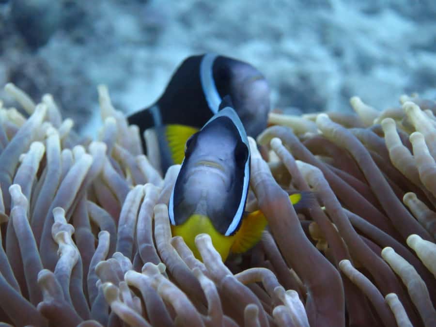 Blue Bay: LEARN TO DIVE TODAY with CORAL DIVING Team - What the $176 price includes