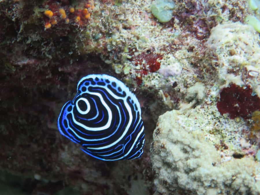 Blue Bay: LEARN TO DIVE TODAY with CORAL DIVING Team - Health, age, and comfort requirements