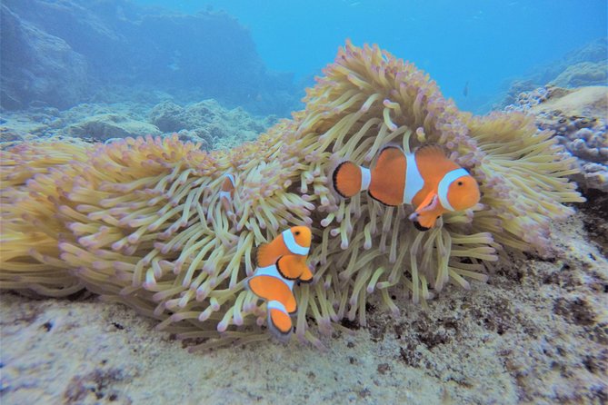 Blue Cave Area Experience Diving!Free feeding & photo images Chinese guide available!1 group with a dedicated instructor - What your two hours at Island Club look like