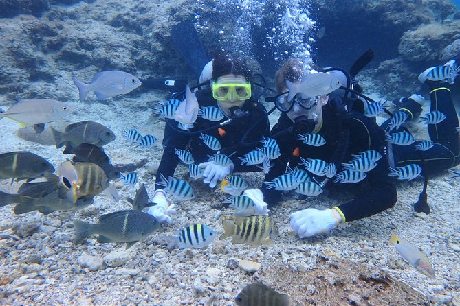 Blue Cave Area Experience Diving!Free feeding & photo images Chinese guide available!1 group with a dedicated instructor - Price, extra costs, and overall value