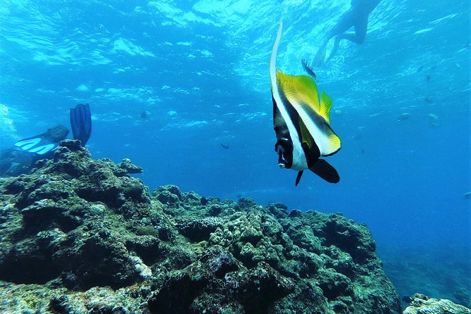 Blue Cave Area Experience Diving!Free feeding & photo images Chinese guide available!1 group with a dedicated instructor - Who should book this Okinawa session