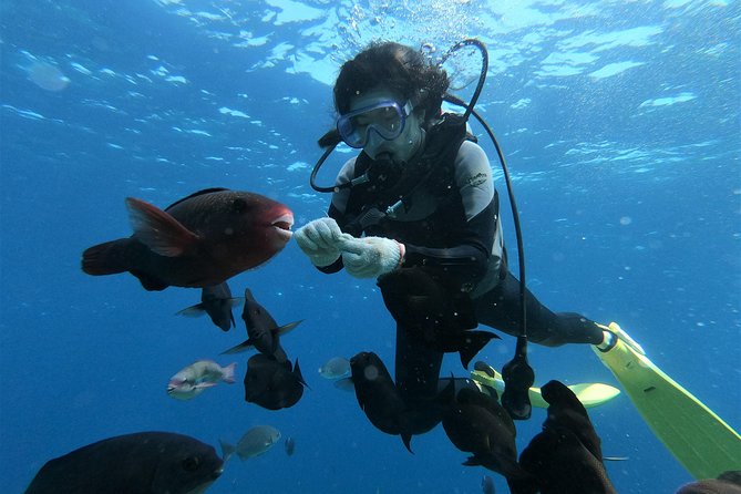 Blue Cave Area Experience Diving!Free feeding & photo images Chinese guide available!1 group with a dedicated instructor - A few smart ways to plan your visit