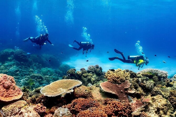 Blue Dive Private Guided Scuba Dive Cairns - Key Points Before You Book