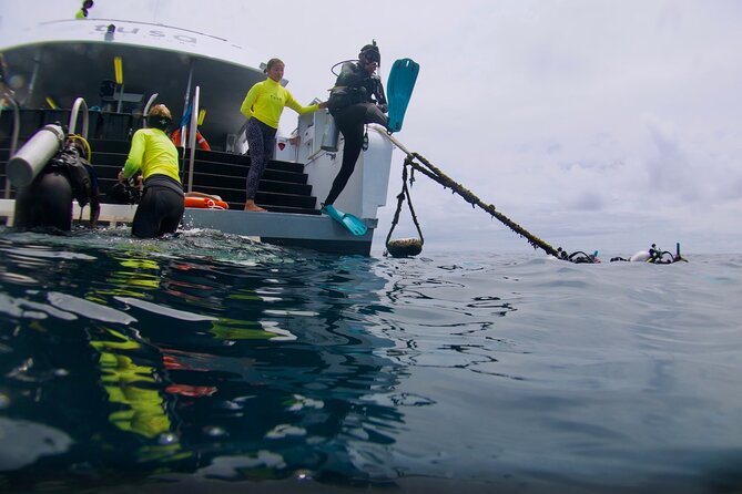 Blue Dive Private Guided Scuba Dive Cairns - Why Private Guidance Changes the Reef Experience