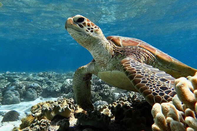Blue Dive Private Guided Scuba Dive Cairns - Norman, Saxon, or Hastings Reef