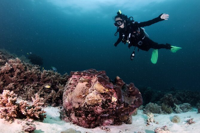 Blue Dive Private Guided Scuba Dive Cairns - Marine Life to Watch For