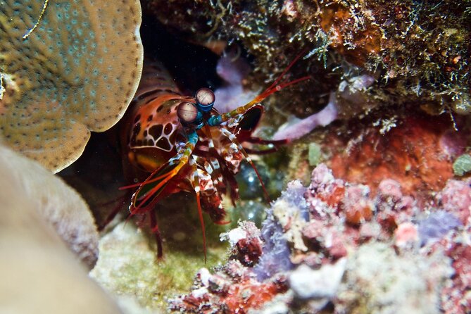 Blue Dive Private Guided Scuba Dive Cairns - Lunch, Tea Breaks, and Practical Comfort