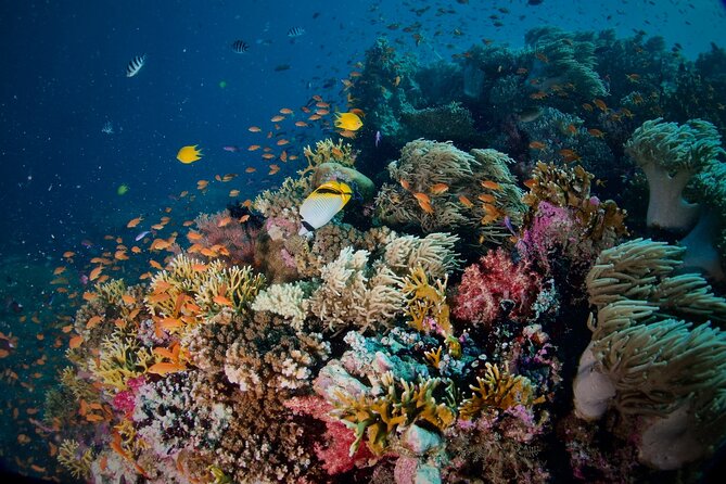 Blue Dive Private Guided Scuba Dive Cairns - Is $606.82 Per Person Good Value?