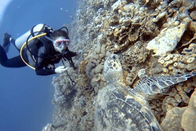 Boat Dive 2 Guided Dives with Lunch Included wreck dive&reef dive - Who will get the most from this outing