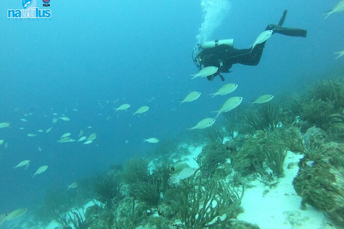 Boat Dive Shipwreck/ Airplanes/ Reef /2 tanks - Leaving From Savaneta