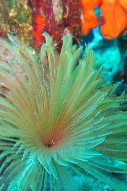 Bodrum: Scuba Diving Trip with Lunch - Equipment, instructors, and small problems