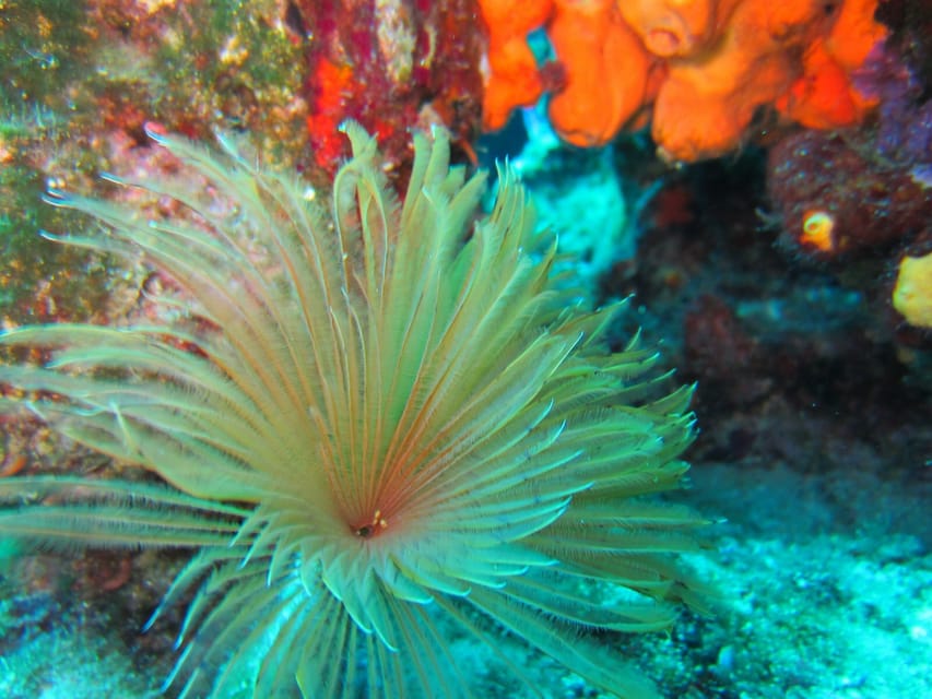 Bodrum: Scuba Diving Trip with Lunch - Is $81 good value?
