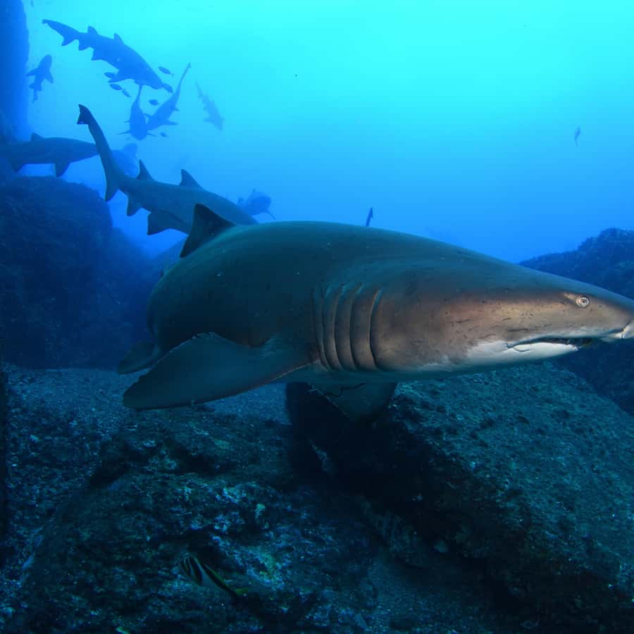 Bondi: Shark Dive at Bushrangers Bay for Certified Divers - What the Bondi to Shellharbour day looks like
