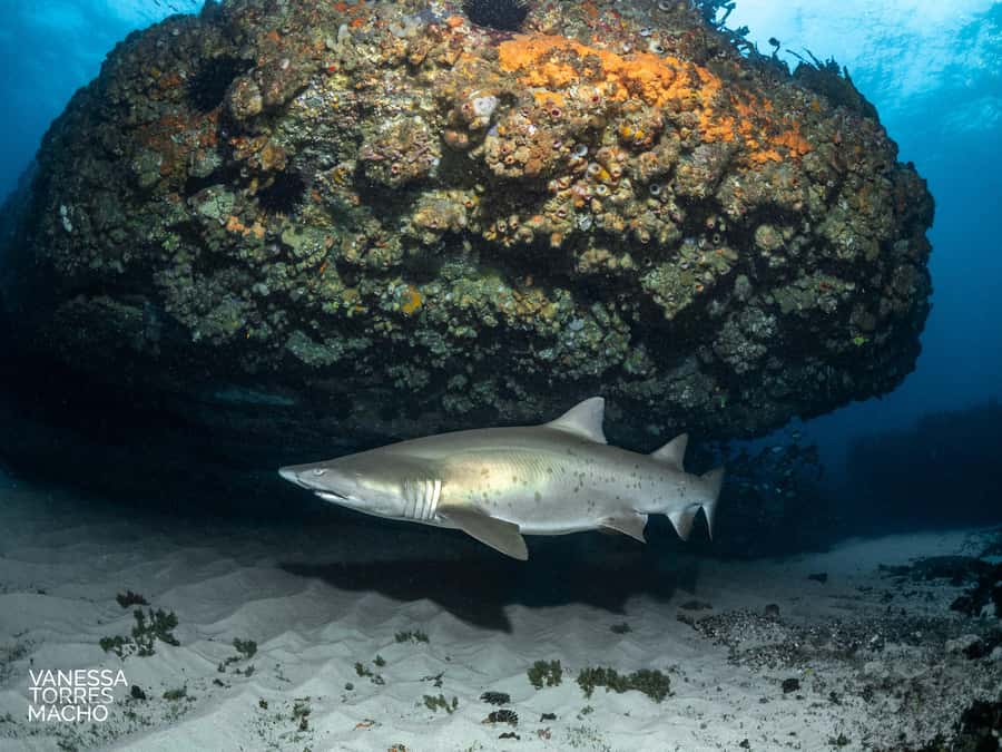 Bondi: Shark Dive at Bushrangers Bay for Certified Divers - Conditions, current, and the cold-water question