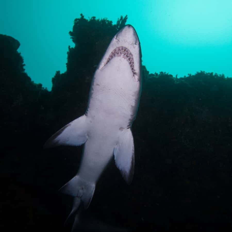 Bondi: Shark Dive at Bushrangers Bay for Certified Divers - The guides and the small-group advantage